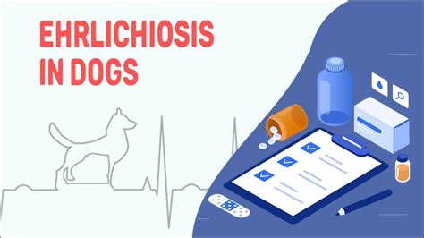 Ehrlichiosis In Dogs – Pet News Live