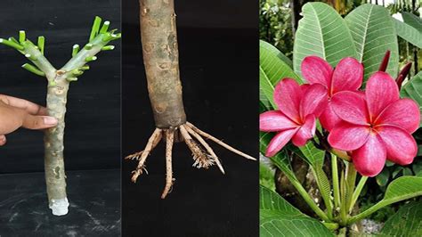 Super Easy Method To Grow Plumeria Champa From Cuttings Dianmedia