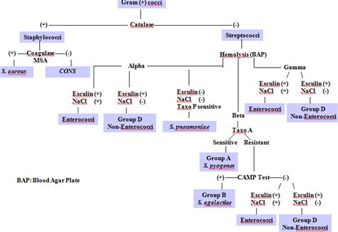 Biochemical Tests For Bacterial Identification Microbe Online