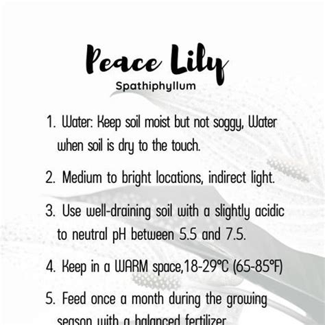 Peace Lily Etsy