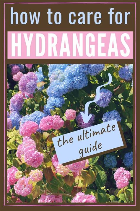 How To Care For Hydrangeas - The Ultimate Guide To Stunning Hydrangea ...