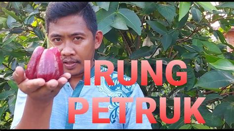 Mengintip Jambu Air Irung Petruk Di Indukan Pohon In Youtube