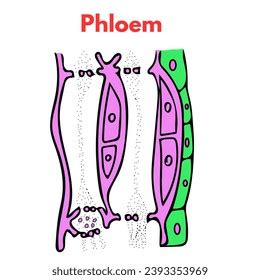 Phloem Structure Biology Diagram Illustration Stock Illustration 2393353969 | Shutterstock