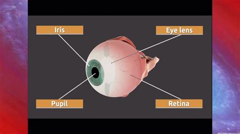 Unit 3 Lesson 10 Vision The Parts Of The Eye Youtube