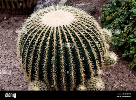 Echinocactus Grusonii Golden Barrel Cactus Cactus Close Up Detail