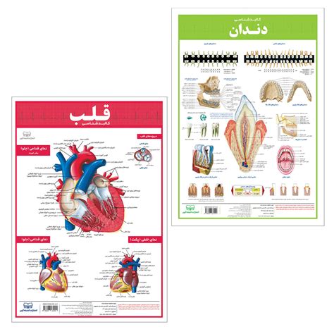 خرید آنلاین و قیمت پوستر آموزشی انتشارات اندیشه کهن مدل کالبدشناسی قلب