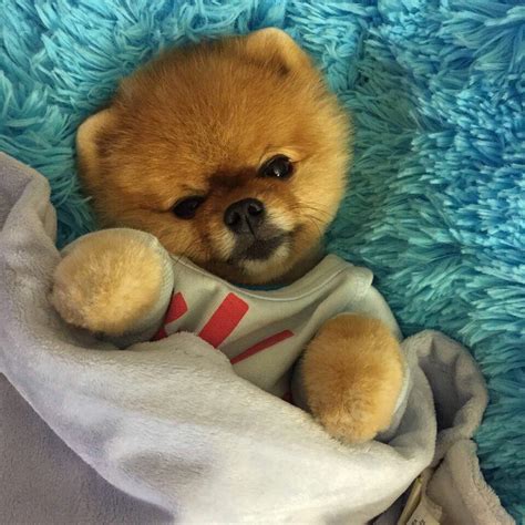 jiffpom net worth