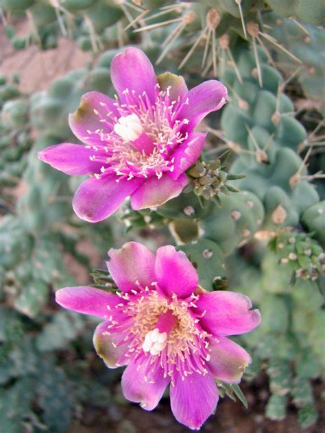 Flores De Choya Las Flores Del Desierto De Sonora Un Choy Flickr