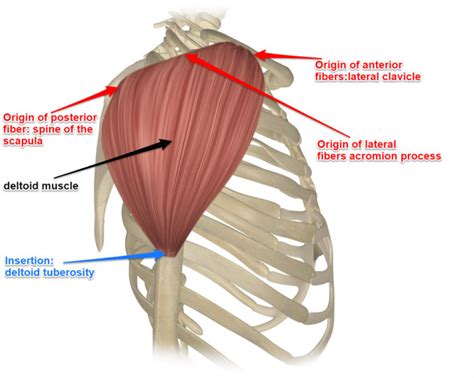 Shoulder Workout For Face Melting Deltoid Muscles - SpotMeBro.com