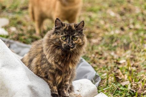 Premium Photo A Black Fluffy Persian Cat Sits In The Garden