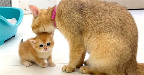 毛づくろいのために子猫を呼ぶ母猫と、母猫から隠れようとする子猫。親子の可愛いすれ違いに思わず胸がキュンとする♡ エウレカ！