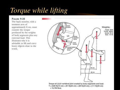 Ppt Chapter 9 The Spine Objectives Powerpoint Presentation Free