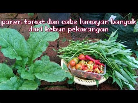 Panen Tomat Dan Cabe Lumayan Banyak Dari Kebun Pekarangan Youtube