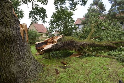 Fallen Tree Damage And Homeowners Insurance Allstate