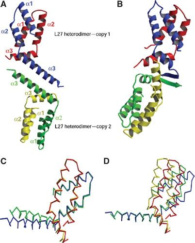 Structure Of The L27pals1n L27patj Heterodimer A Overall Structure