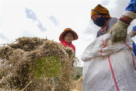 Grain Output In Tibet Reaches New High In 2021 Cn