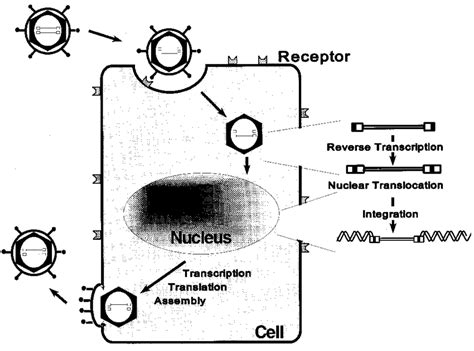 1. The replication cycle of a retrovirus. Retroviruses are enveloped... | Download Scientific ...