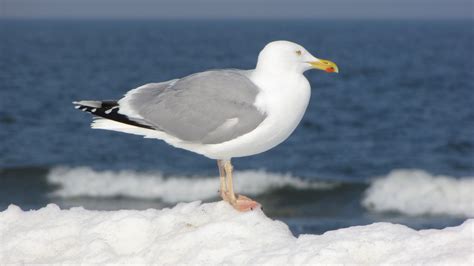 Gratis Afbeeldingen Strand Zee Kust Water Natuur Winter Vogel