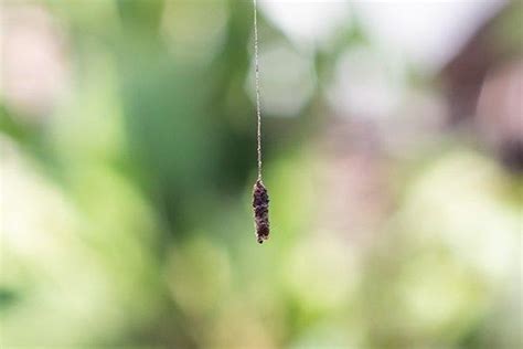 Learn More About Nuisance, Plaster Bagworms In Florida | Keller's Pest ...