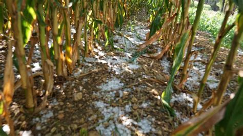 Una Granizada Da A Plantaciones De Ma Z Huertos Y Frutales En Los Monegros