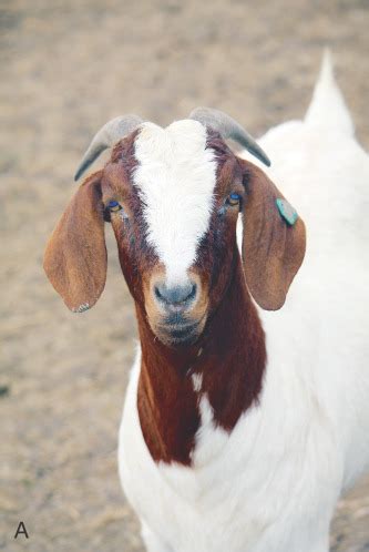 Caprine Breeds and Husbandry Flashcards | Quizlet