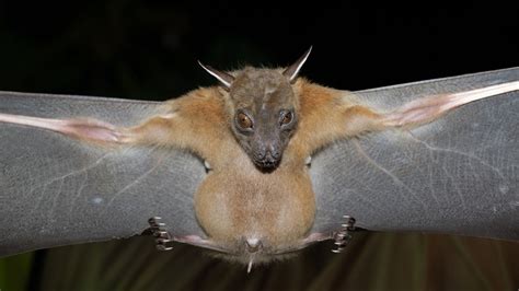 Officials release new recovery plan for endangered bat species essential for pollination: 'It is ...