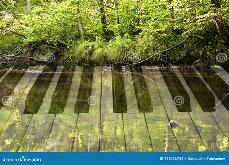 Art Photo Double Exposure Of Piano Keys And Forest Landscape With A