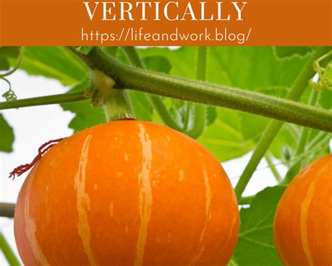 How To Trellis And Grow Squash Vertically