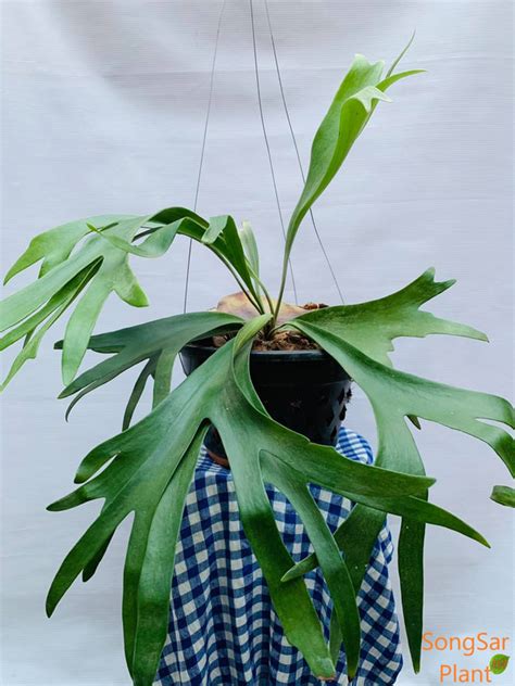 Staghorn Fern Platycerium Bifurcatum Songsar Plant