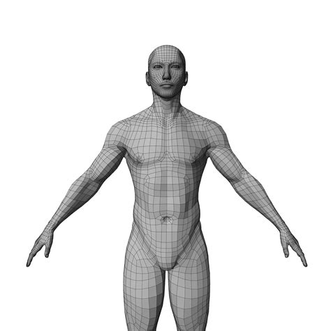 Male Base Mesh 3d Model 5 Ztl Fbx Ma Free3d