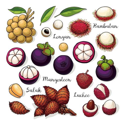 Premium Vector Set Of Vector Tropical Fruits Longan Rambutan