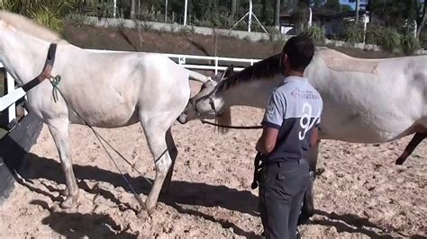 Horse Mating Youtube