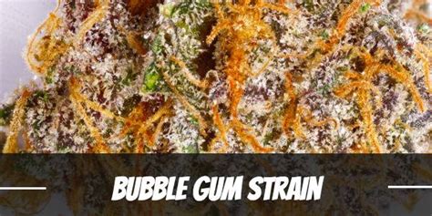 Bubble Gum Cannabis Strain Information And Review