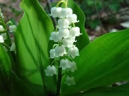 Lirio De Los Valles Convallaria Majalis Plantasyjardines Es