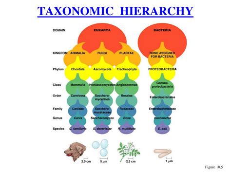 Ppt Bio General Microbiology Powerpoint Presentation Free