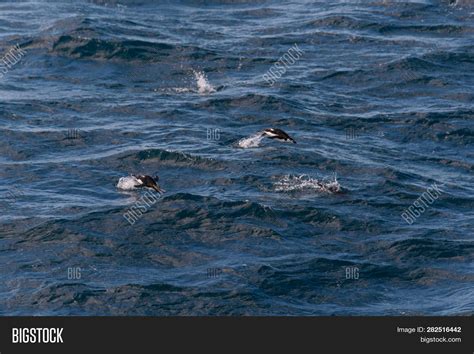 King Penguin Swimming Image & Photo (Free Trial) | Bigstock