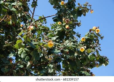 Hibiscus Tiliaceus Tree Photos and Images | Shutterstock