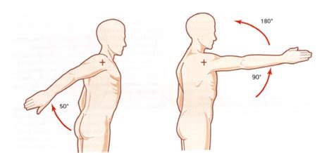 Movimientos del hombro Flexión extensión y abducción aducción