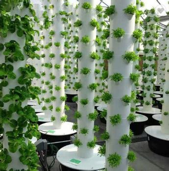 Sistemas de cultivo hidropónico vertical Proveedor Perú Precio de Venta