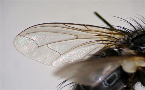 Panzeria Intermedia Female Wing Kenfig Dunes Glamorgan Flickr