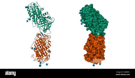 Structure of human antithrombin III in the dimeric form, 3D cartoon and ...