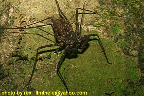 Whip Spider The Guaba