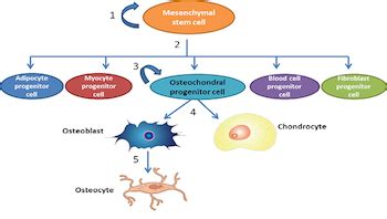 Osteoblasts | Definition, Function & Differentiation - Lesson | Study.com