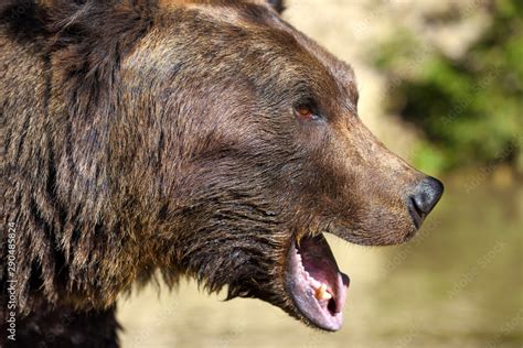 Grizzly Bear Head Side View