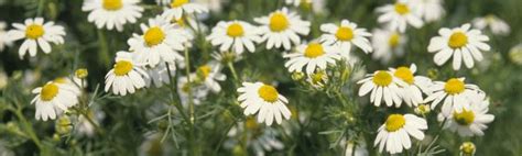 Chamomile Takeda Garden For Medicinal Plant Conservation Kyoto