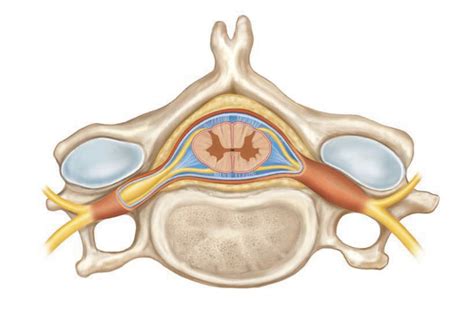 Nervous System Lab Spinal Cord And Reflexes Diagram Quizlet