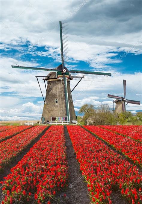 Windmill With Tulip Field In Holland Stock Photo By Kesu