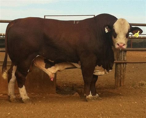 Braford Bull 1 Beef Cattle Cattle