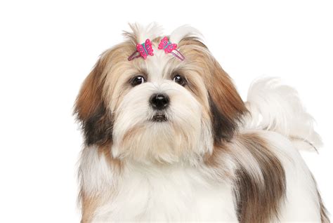 Our Simple Puppy Adoption Process — Lhasa Apso Pups