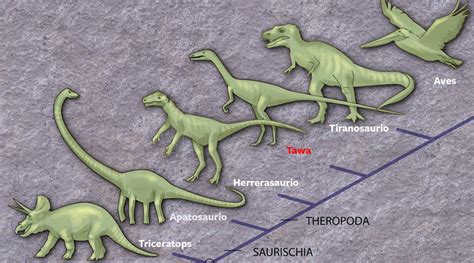 Evolución de los dinosaurios Edición impresa EL PAÍS